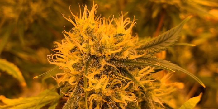 Prenatal Cannabis Exposure Lessens Effects of Antidepressants