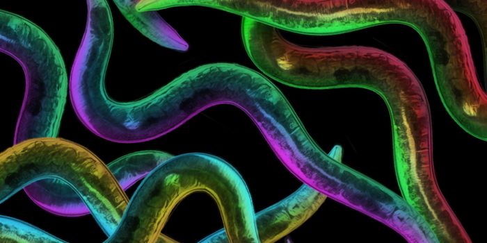 Combination of Drugs Extends Lifespan of C. elegans