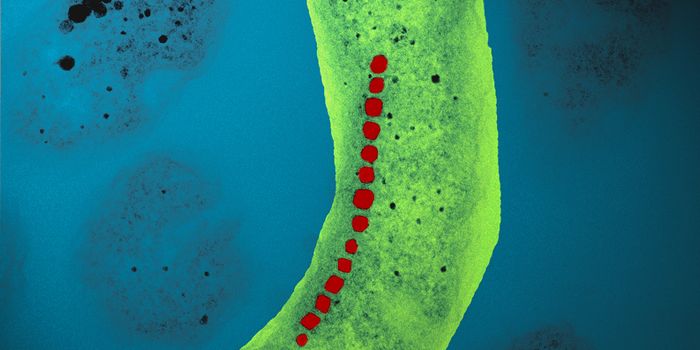 Better Know a Microbe: Magnetospirillum