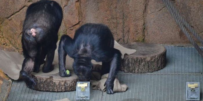 Chimpanzees Use Olfaction to Discern One Ape From Another
