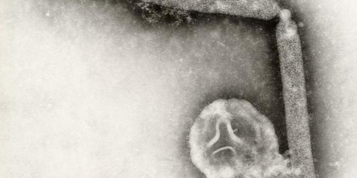 H5N1 Sickens More Species, May Now be in the US Permanently