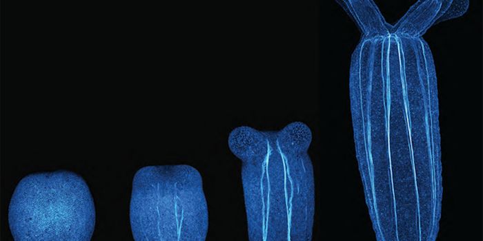 In Some Animals, Early Movements Can Have a Big Impact