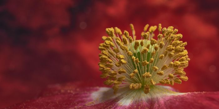 Protein Inhibition Reduces Inflammatory Response