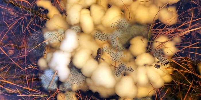 Revealing the Secrets of a Symbiotic Relationship