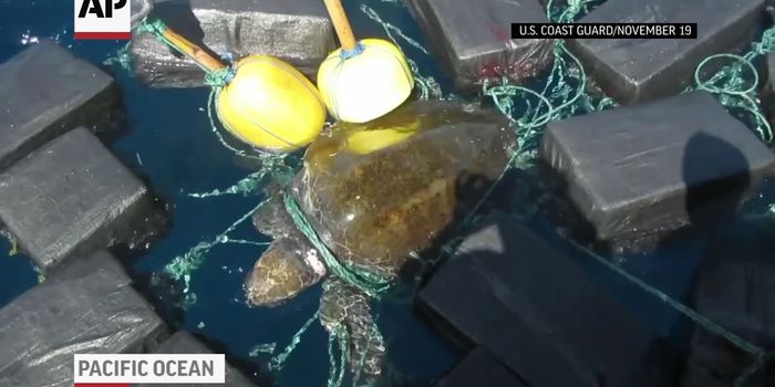 Coast Guard Cuts Sea Turtle Free From $53M Worth of Floating Cocaine