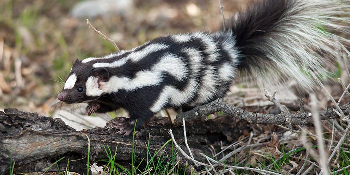 How Climate Change Influenced the Evolution of the Western Spotted Skunk
