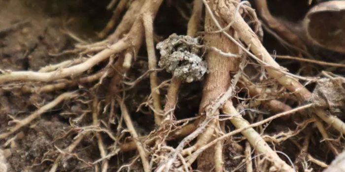 Plants May be Slow, But They Twist and Twirl