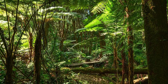 Heat threshold identified for tropical forests' carbon storage capacities