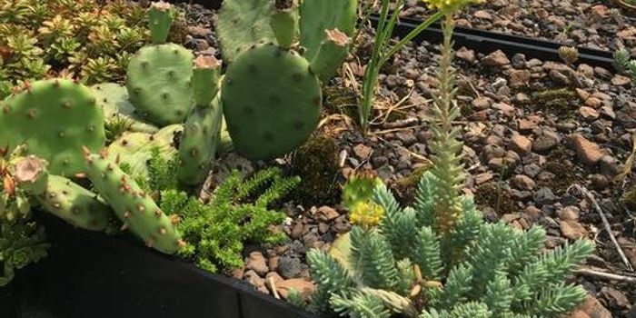 Harnessing Native Microbes for Green Roof Soil Health