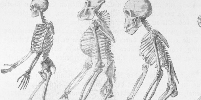 West African Genomes Reveal 'Ghost' Population