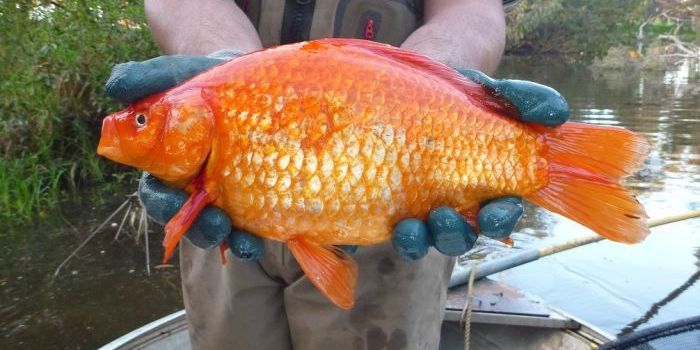 Giant Goldfish Remind Us Why Not to Dump Pet Fish