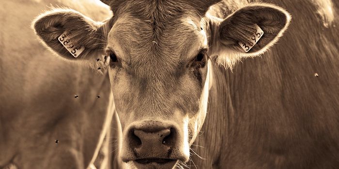Heavy Metal Exposure Raises Levels of Antibiotic-Resistant Germs in Cows