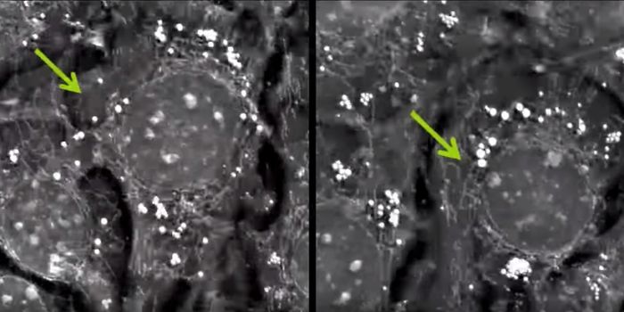 Learning More About Cell Dynamics with Holo-Tomographic Microscopy
