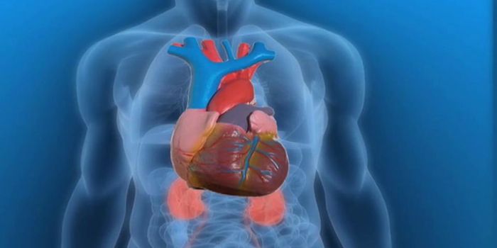Why People with Chronic Inflammatory Diseases Are Prone to Heart Disease Too