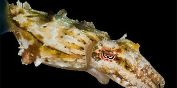 Unusual Pupils Let Cephalopods see Color
