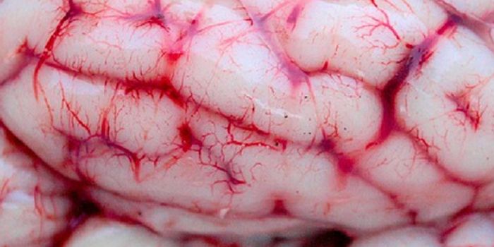 Yes, Your Brain Can Clean Itself