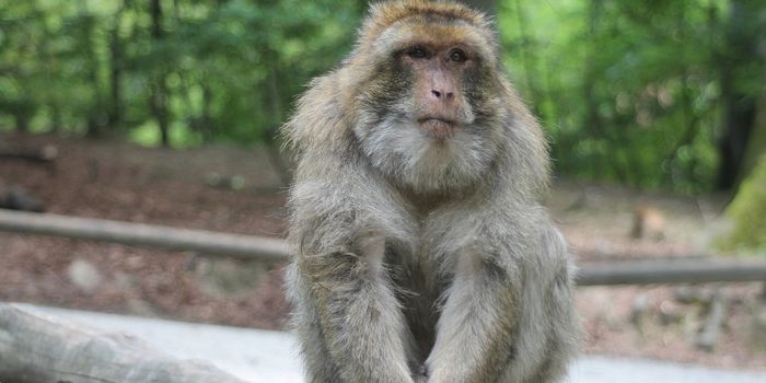 Monkeys Can Recognize Faces in Inanimate Objects