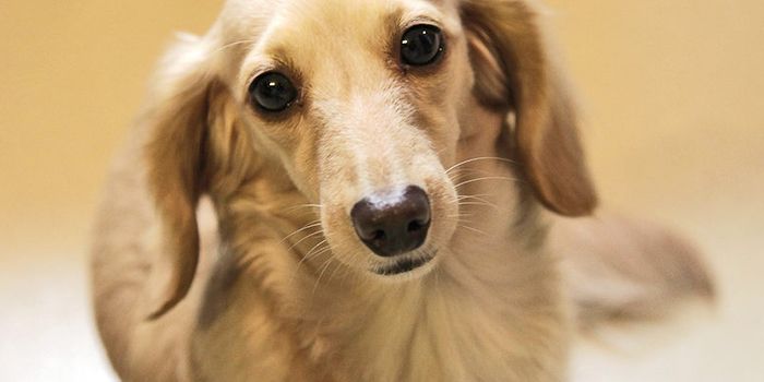 Resveratrol does strange things to dog's immune system