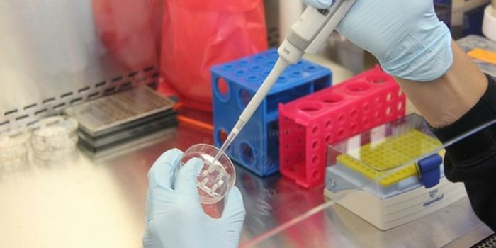 A New Source of Brain Cells for Research