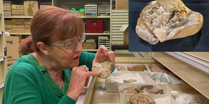 380-Million-Year-Old Fossilized Heart Discovered