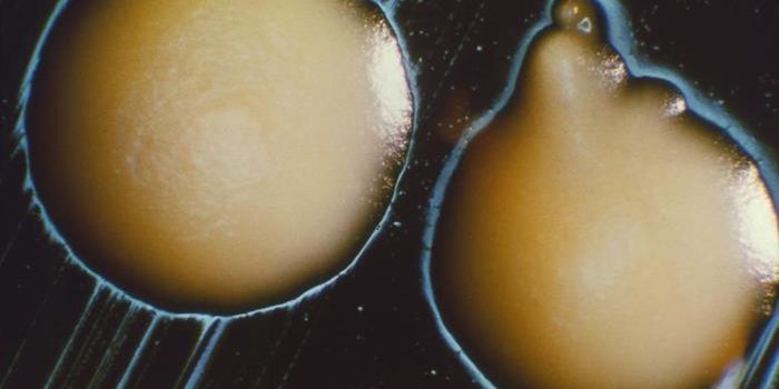 Gut Fungi May Be an Untapped Reservoir of Antibiotics