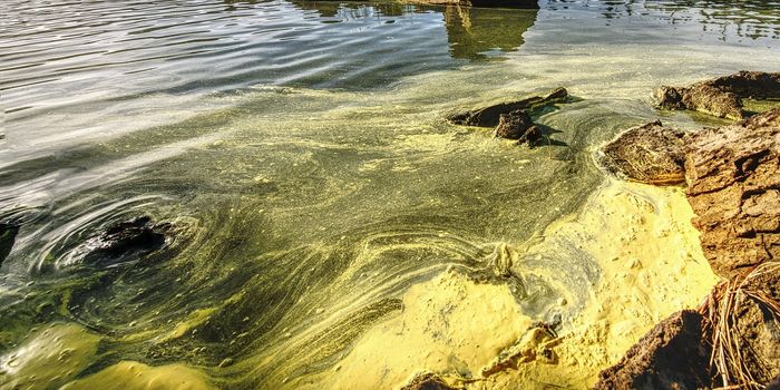 Fighting Back Against Harmful Algal Blooms