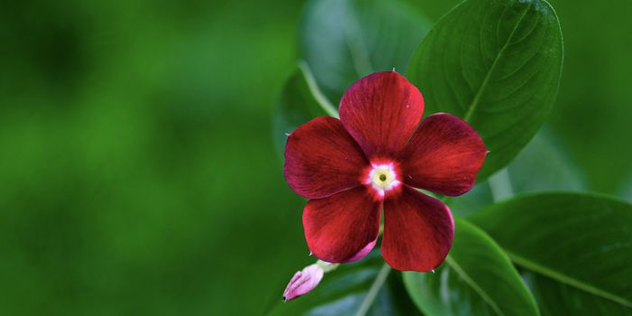 Using Yeast Cells to Make a Cancer Treatment