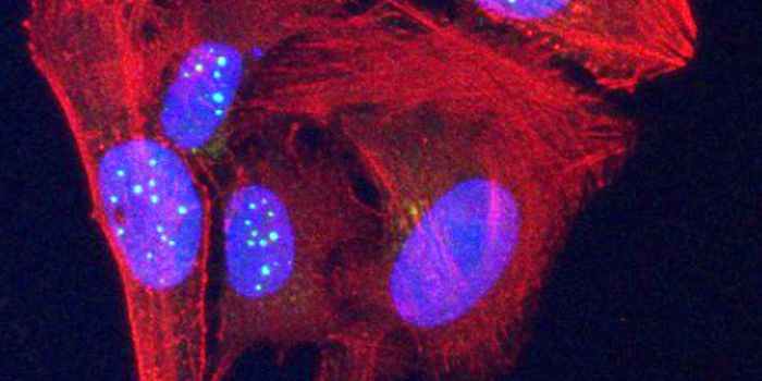 A Protein-Coding Portion of Telomeres is Discovered