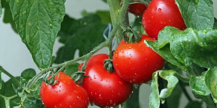 The Genetic Answer to Bland Tomatoes