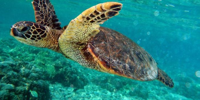 Belize suspends oil exploration following outlash from activist groups