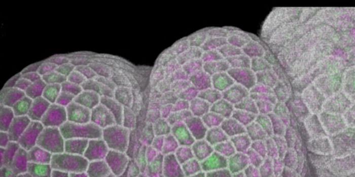 The DNA Content of a Cell Helps Control Its Size