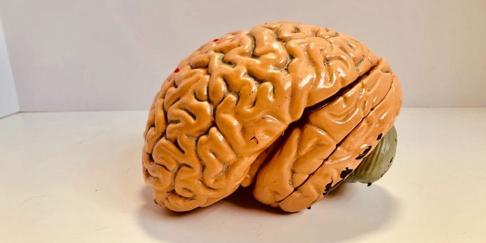 Brain Scans Reveal There are Two Kinds of Schizophrenia