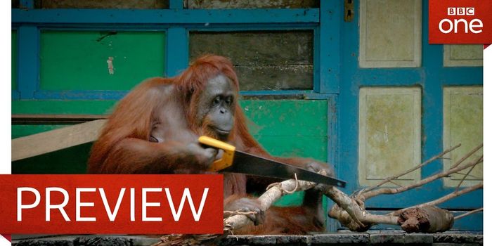 Watch This Totally Wild Orangutan Saw a Tree