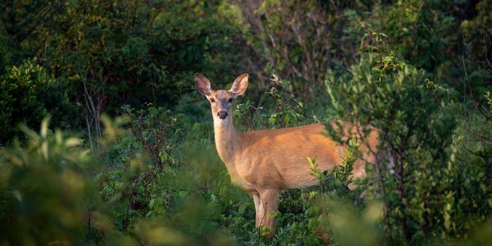 Chronic Wasting Disease is Spreading in North American Deer