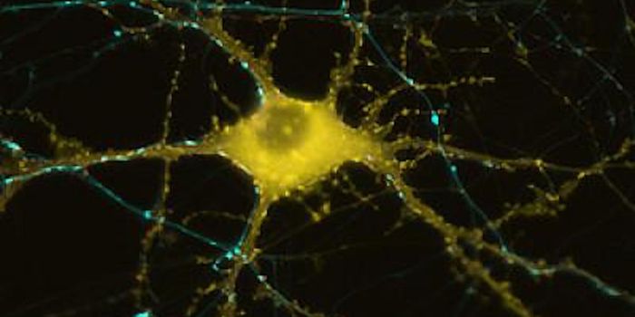 Modified CRISPR Can Manipulate Gene Activity in Neurons