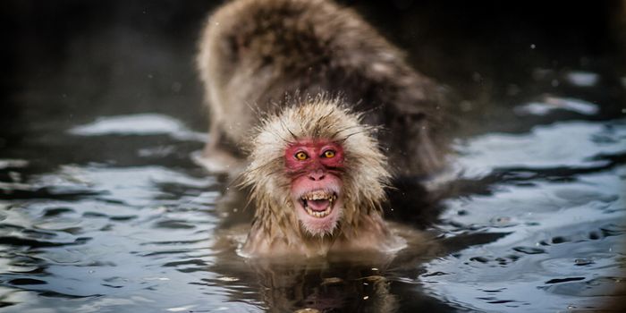 Study Reveals Infant Macaques, Like Infant Humans, Smile in Their Sleep