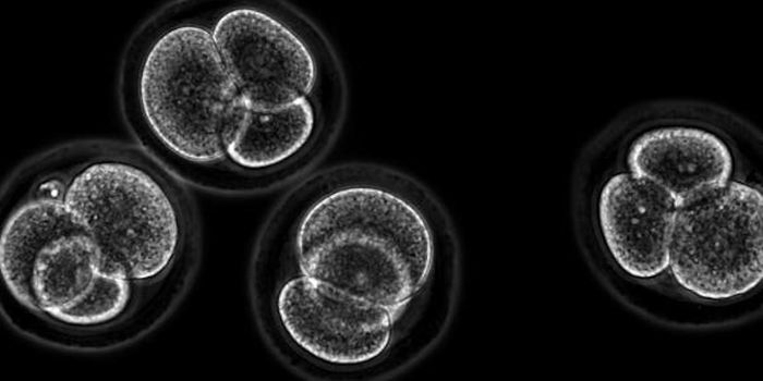 Advances in Stem Cell Research