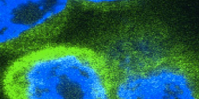 A Totally New Role for an Immune Molecule is Revealed