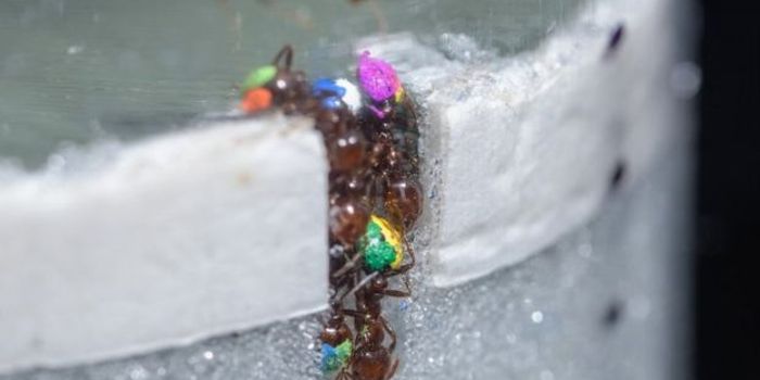 Worker Ants Intelligently Regulate Tunnel-Digging Efforts to Avoid Jams
