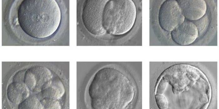 First License to Genetically Edit Human Embryos Granted