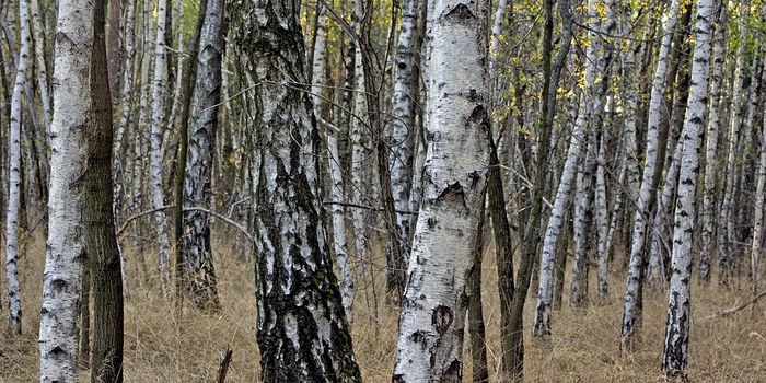 Infrared-free electron laser facilitates the conversion of cellulose into biofuel