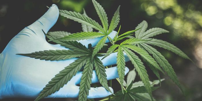 CBG Reduces Anxiety in Healthy Individuals