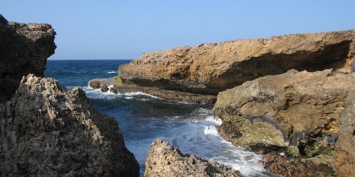 Ocean Bacteria Can Add Carbon to the Atmosphere