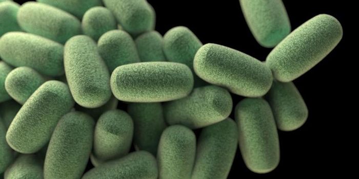 How a Gut Microbe Prevents Obesity in Mice, and Maybe People Too