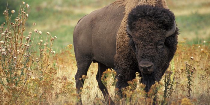 89 American Bison Are Being Sent Back to Montana From Canada