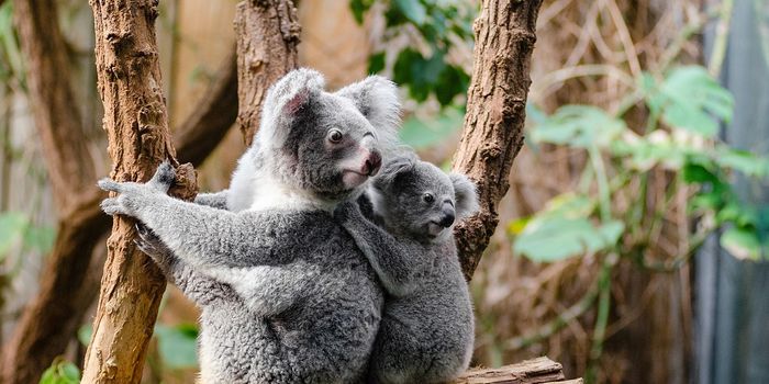 Drones Prove Less Intrusive to Koalas Than Traditional Population Monitoring Techniques