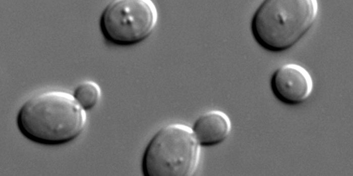 Building Synthetic Yeast Chromosomes