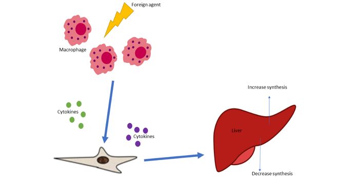 The various and complex components of the innate immune response