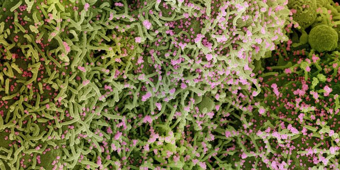 Many Variants of the Virus Can Hide Away in COVID-19 Patients