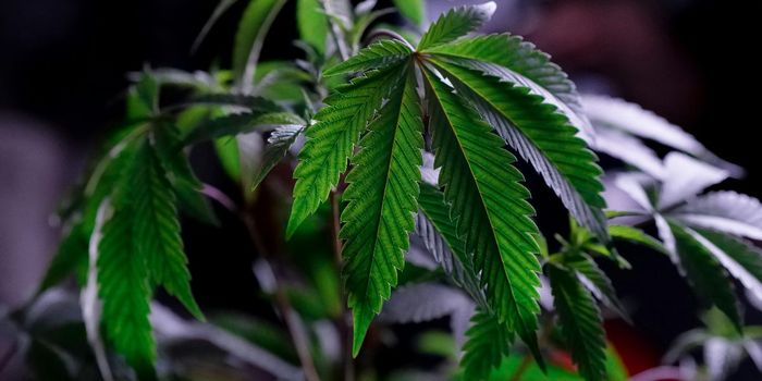 Do Medical Cannabis Laws Reduce Opioid Use?